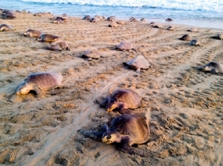  Temporada das tartarugas 